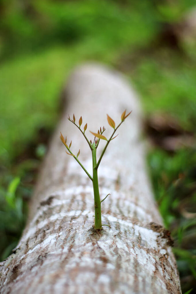 Δέντρα που προσπαθούν να αναγεννηθούν από κομμάτι ξύλου  - Φωτογραφία, εικόνα