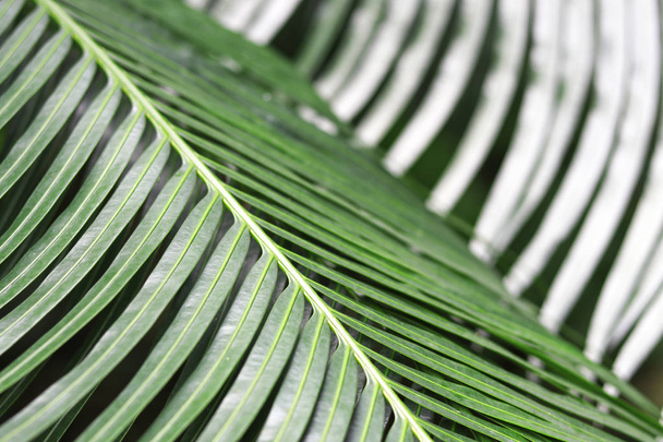 Petioles and dark green leaves of cycad family tree with blurred background. - 写真・画像