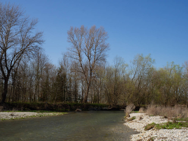 River in flooplain forest in spring - Photo, Image