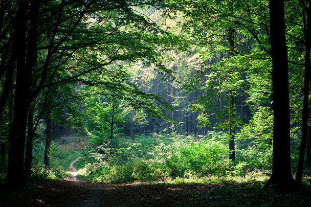 beautiful green forest - Valokuva, kuva