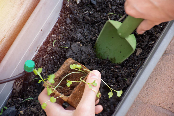 Hände, die biologisch abbaubare Tabletts mit frisch gekeimten Sämlingen und einer Kelle zum Nachpflanzen halten. Gartenkonzept - Foto, Bild