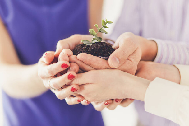 Group of business hands holding a fresh young sprout. Symbol of growing and green business - Fotoğraf, Görsel