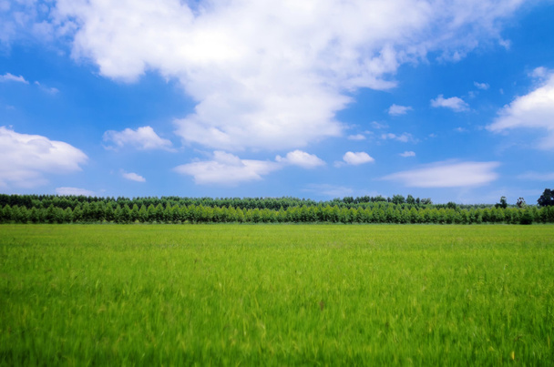Рисовое поле - Фото, изображение