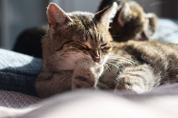 kočka lže a myje tlapky - Fotografie, Obrázek