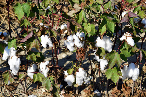 Greece , Agriculture, cotton - Photo, Image