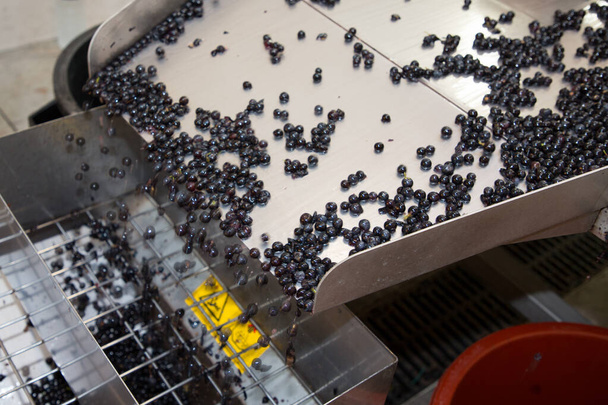 elektrische mat sorteren druiven om sap te maken tijdens de druivenoogst - Foto, afbeelding