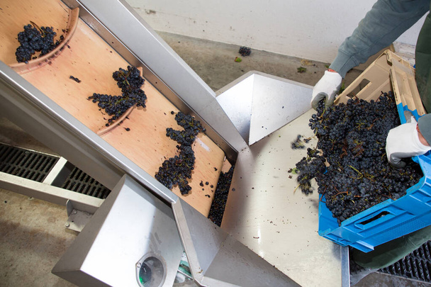elektromos szőlő válogatás szőnyeg borászat gép szőlő modern - Fotó, kép