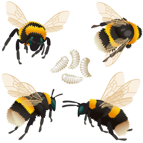 Four poses of bumblebee insect and its larvae - ベクター画像
