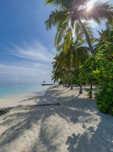 Typowa roślinność atoli na Malediwach - Zdjęcie, obraz