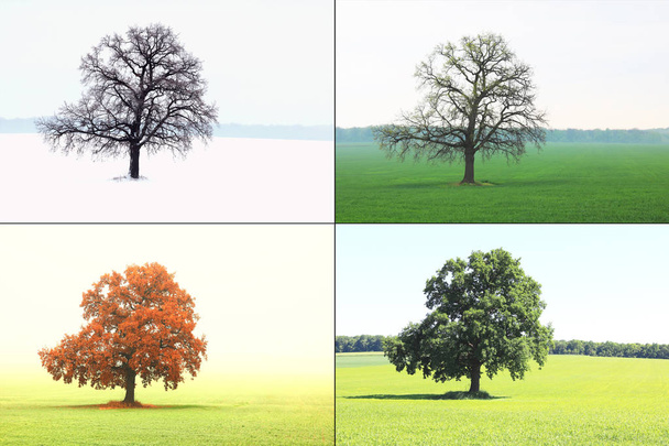 Imagem abstrata de árvore solitária no inverno sem folhas na neve, na primavera sem folhas na grama, no verão na grama com folhagem verde e no outono com folhas vermelho-amarelas como símbolo de quatro estações - Foto, Imagem