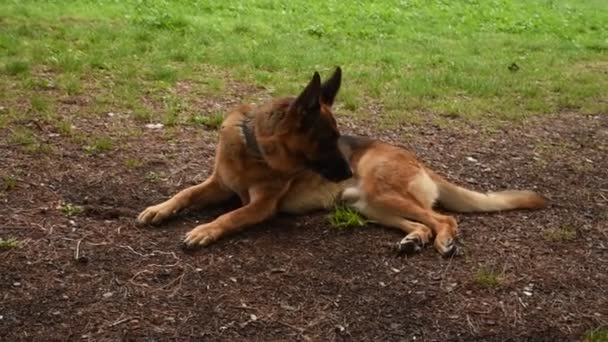 Roma 'daki parkta Alman çoban köpeği - Video, Çekim