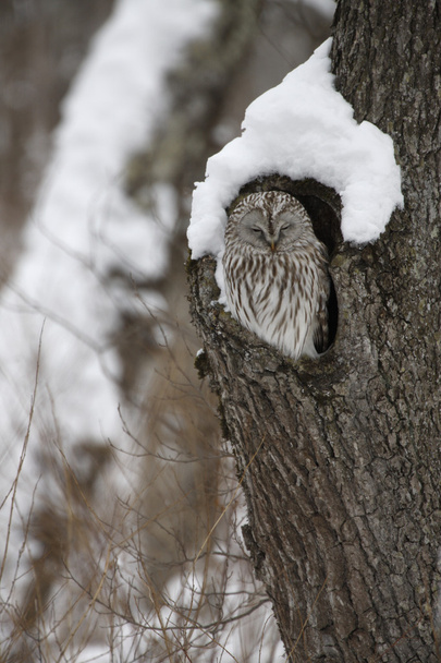 Ural owl, Strix uralensis - Photo, Image