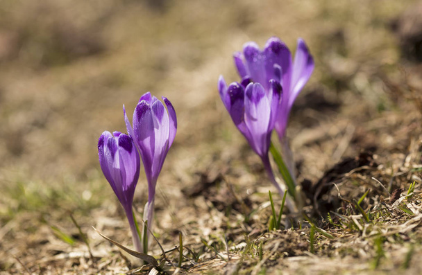 crocus flower on the mountain slopes in spring after snow melts - Photo, Image