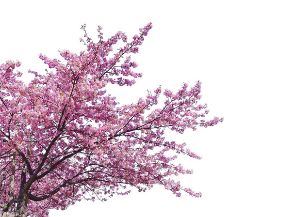 Japanese sakura, full blooming pink cherry blossoms tree isolated on white background. - Φωτογραφία, εικόνα