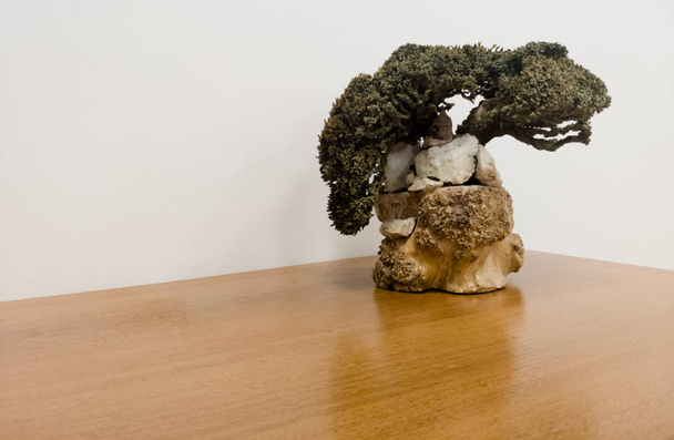 Bonsai de pé na esquina de uma mesa de madeira contra um fundo bege
 - Foto, Imagem