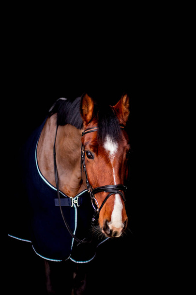 Portrait of beautiful bay horse in rug on black background - Photo, Image