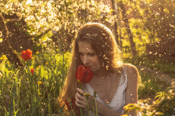Dziewczyna w białej sukience pachnący tulipan w zachód słońca wśród puszystych - Zdjęcie, obraz