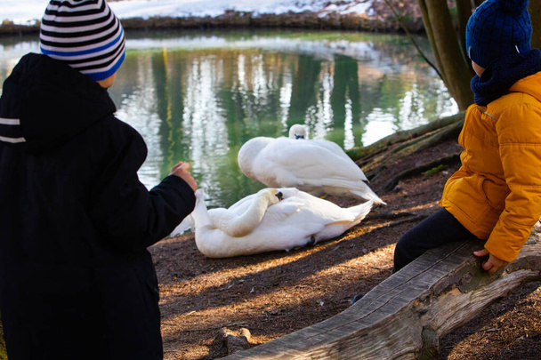 два лебеді очищають себе на березі озера. діти дивляться на тварин
 - Фото, зображення