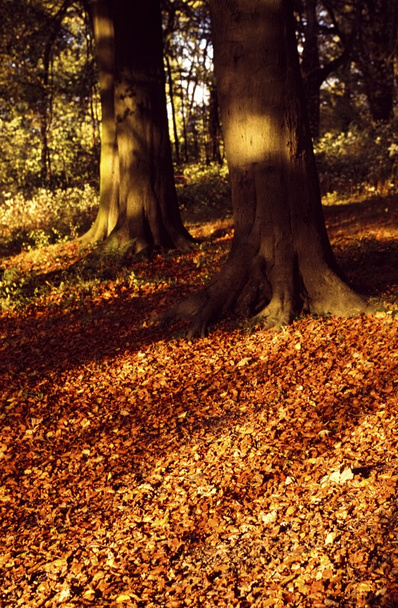 Cores de outono
 - Foto, Imagem