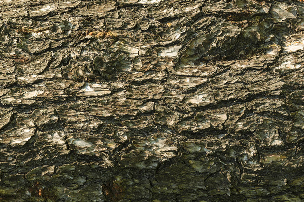 the bark of pine tree texture - Valokuva, kuva