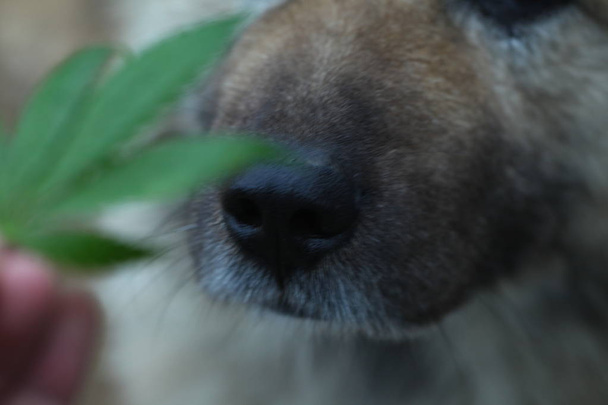 wazig achtergrond hond neus snuift cannabis blad - Foto, afbeelding