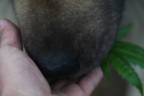 wazig achtergrond hond neus snuift cannabis blad - Foto, afbeelding