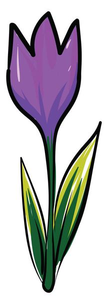 Crocus flower, illustration, vector on white background. - Vector, afbeelding