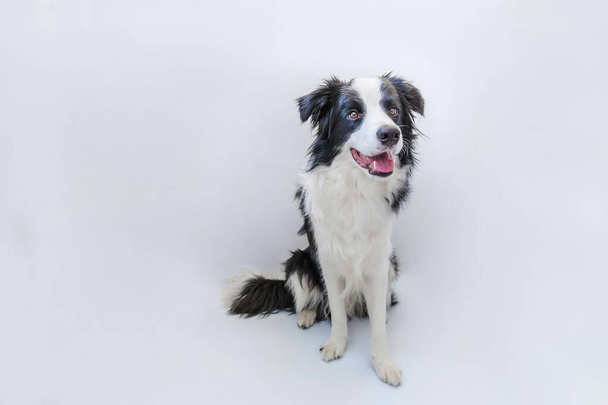 Komik stüdyo portre sevimli güleryüzlü köpek yavrusu köpek kenar kömür ocağı beyaz arka plan üzerinde - Fotoğraf, Görsel