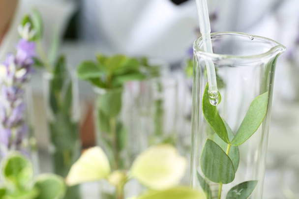 Tropfflüssigkeit auf Pflanze im Reagenzglas, Nahaufnahme. Raum für Text - Foto, Bild