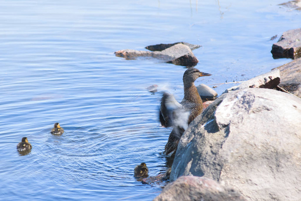 Mallard female duck (Anas platyrhynchos) with young baby ducks in lake. - Photo, Image