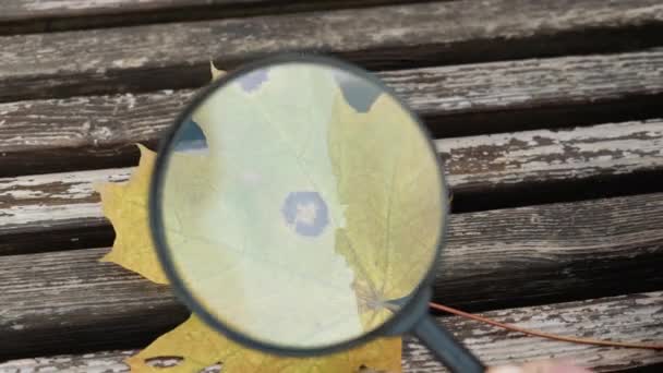 Studying autumn leaf with magnifying glass. - Footage, Video