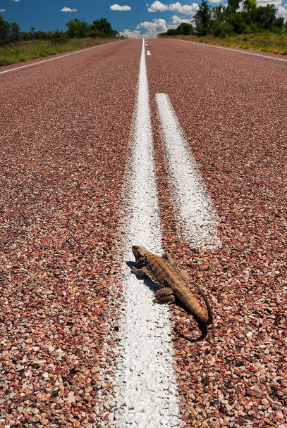 Reptil en la carretera tomando el sol. Carreteras autralianas. Primer plano
 - Foto, imagen
