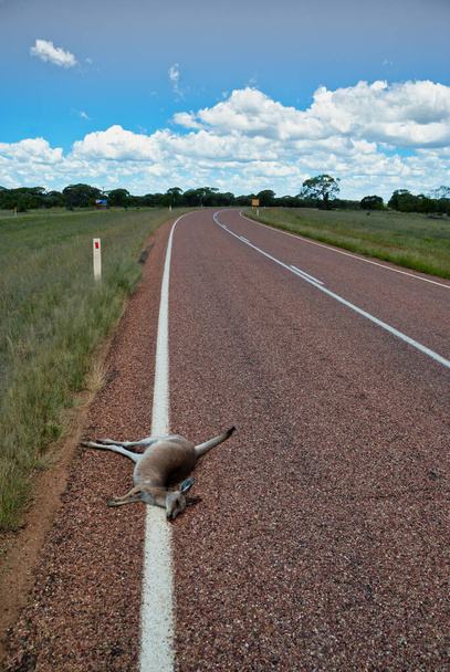 Kangoeroe onderweg geraakt. Ausstrië. Outback Verkeersongeval Verticaal - Foto, afbeelding