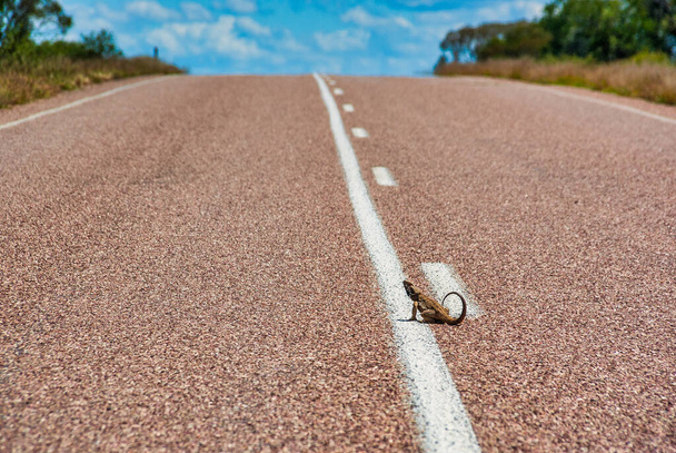 Reptil en la carretera tomando el sol. Carreteras de Autralian outbak
 - Foto, imagen