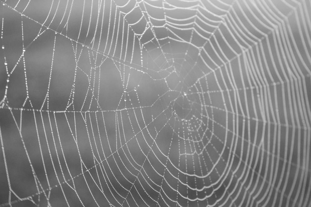 Spinnennetz mit Wassertropfen in Großaufnahme monochrom. Spinnennetz mit Tau schwarz-weiß. schönes großes Spinnennetz mit Tropfen. Sommer Natur zum Anfassen. Wildtiermakro. Webtextur Nahaufnahme. - Foto, Bild