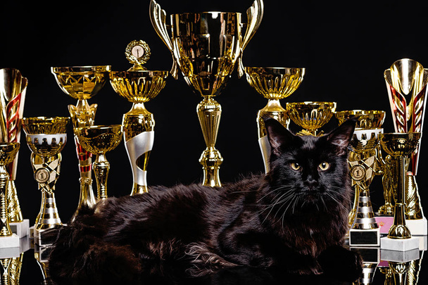 Black cat, multiple champion in competitions. Cups, awards and diplomas for victories. Portrait of a black cat on a background of goblets - Foto, afbeelding