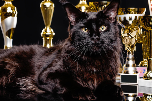 Black cat, multiple champion in competitions. Cups, awards and diplomas for victories. Portrait of a black cat on a background of goblets - Fotoğraf, Görsel