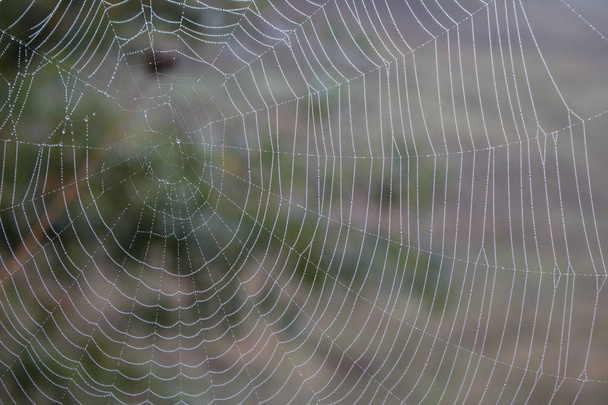Pajęcza sieć z kroplami wody zbliżenie. Pajęczyna z rosą na nitce. Piękna duża sieć pająków z kroplami w porannej mgle. Jesienna przyroda blisko. Makro dzikiej przyrody. Zbliżenie tekstury internetowej.  - Zdjęcie, obraz