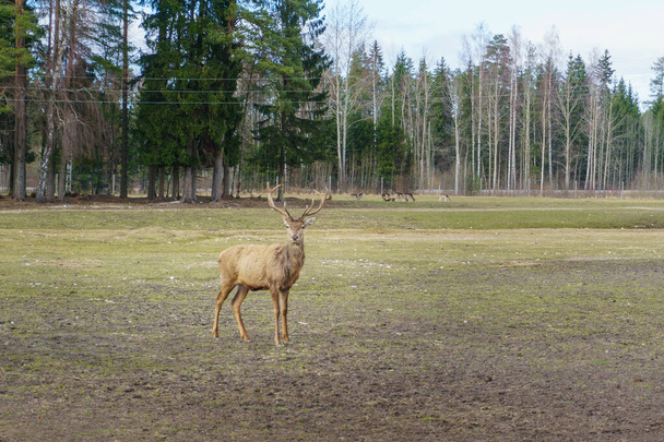 Lindo y amigable rebaño de ciervos del parque de ciervos safari en Letonia durante la alimentación en la soleada mañana de primavera con bosque de pinos en el fondo y el cielo azul
 - Foto, imagen