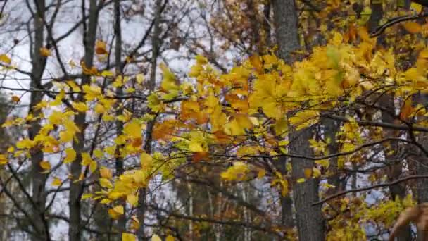 Hojas de haya de otoño en el viento
 - Metraje, vídeo