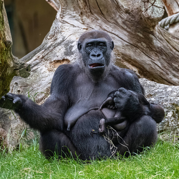 Gorila y bebé, monos sentados en la hierba
 - Foto, Imagen