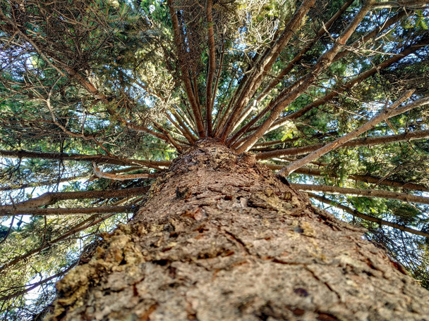 Blick vom Boden der Kiefer immergrünen Baum mit Ästen und hölzerne Textur Nahaufnahme als natürliche Tapete Hintergrund - Foto, Bild