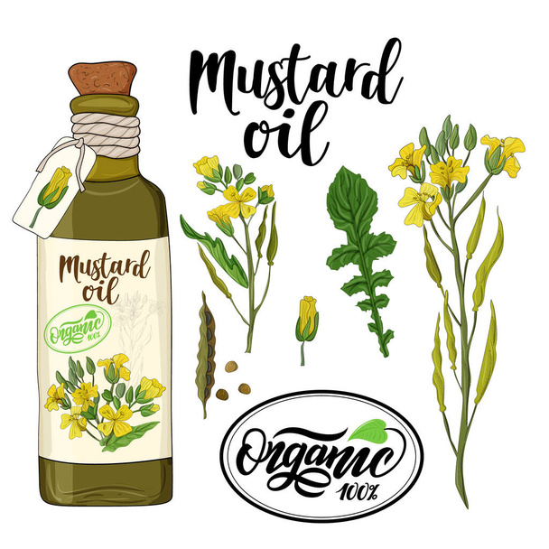 bottle of mustard oil and mustard flower elements - Διάνυσμα, εικόνα