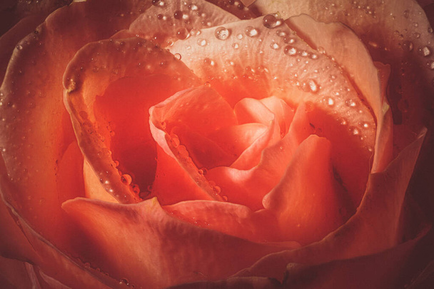 Romantic vintage macro close-up of pink rose blossom with water droplets and dramatic shadows - Photo, Image