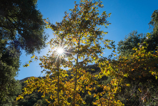 Feixes de sol brilham através de árvores
 - Foto, Imagem