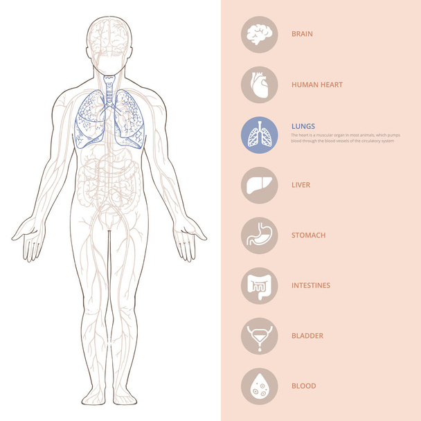 Anatomie lidského těla infografie struktury lidských orgánů.  - Vektor, obrázek