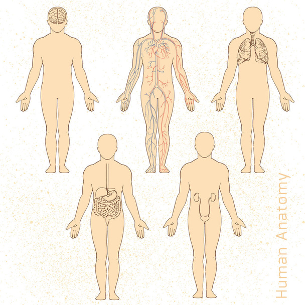 Vector illustration of human anatomy drawn in retro style with background. - Vector, Image