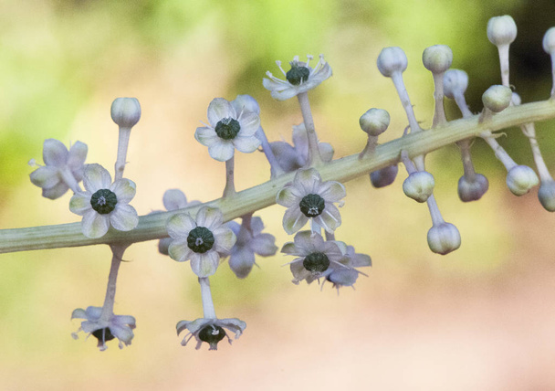 Phytolacca americana Pokeweed americano bella pianta invasiva presente in tutta l'Andalusia con fiori biancastri con centro verde
 - Foto, immagini