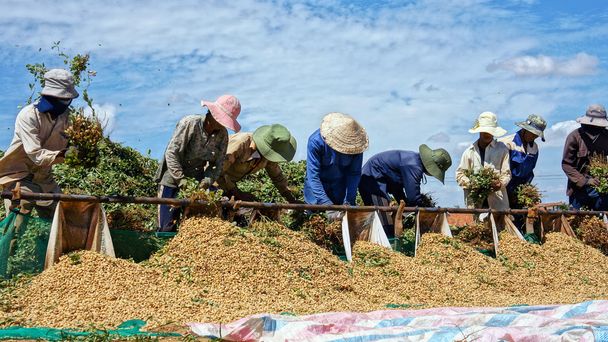 Les agriculteurs récoltent des arachides sur les terres agricoles
 - Photo, image