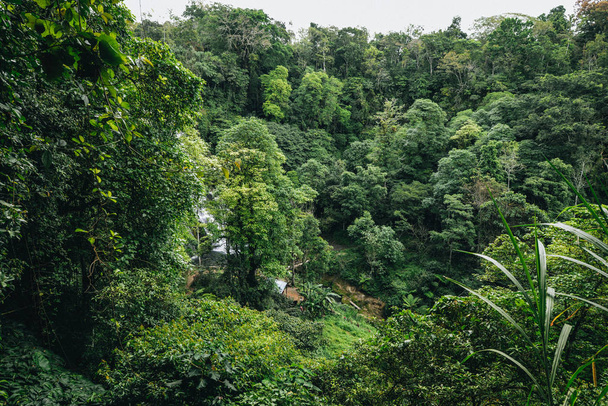 beauty of evergreen trees in the tropics - Foto, imagen
